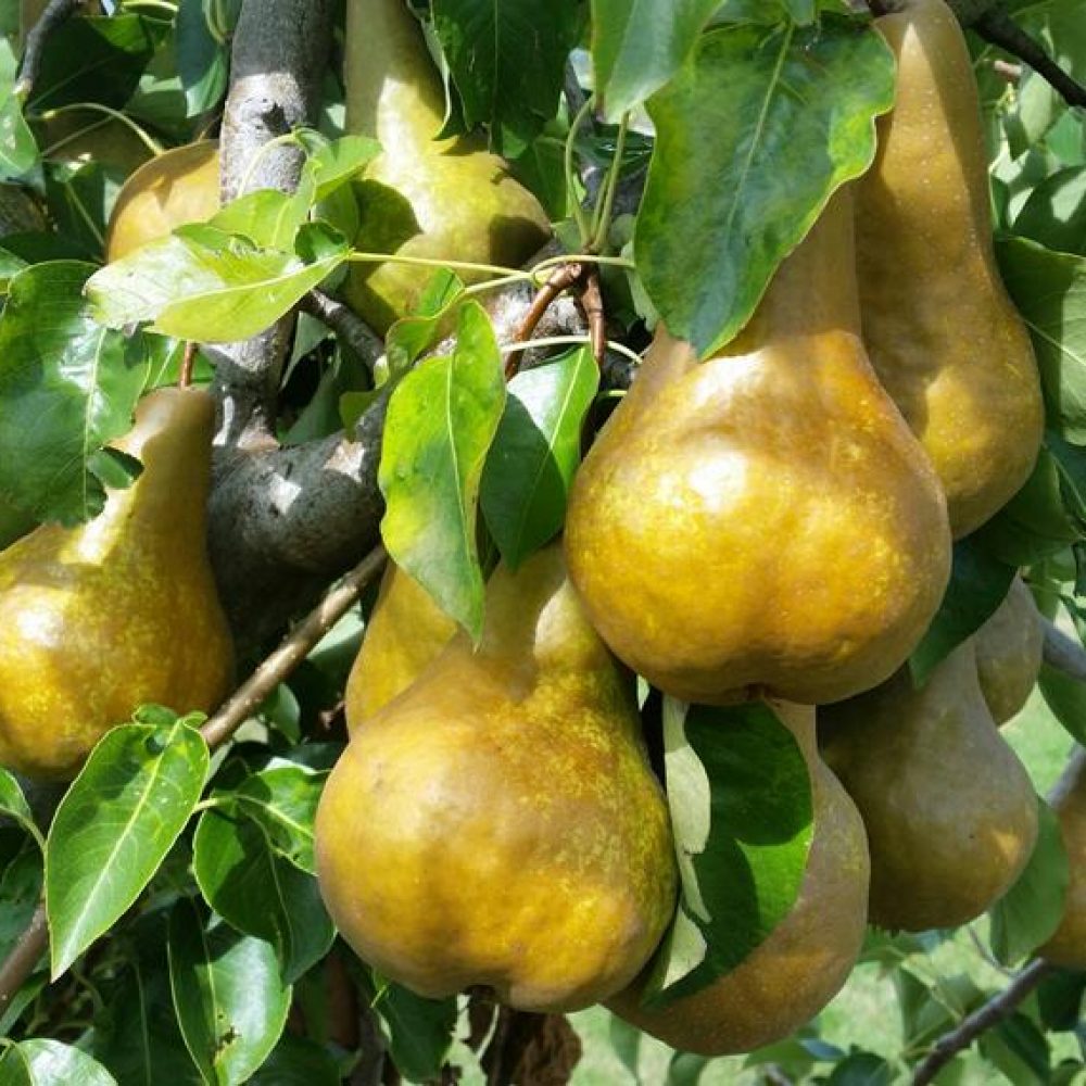 PearBuerreBosc1-1.jpg