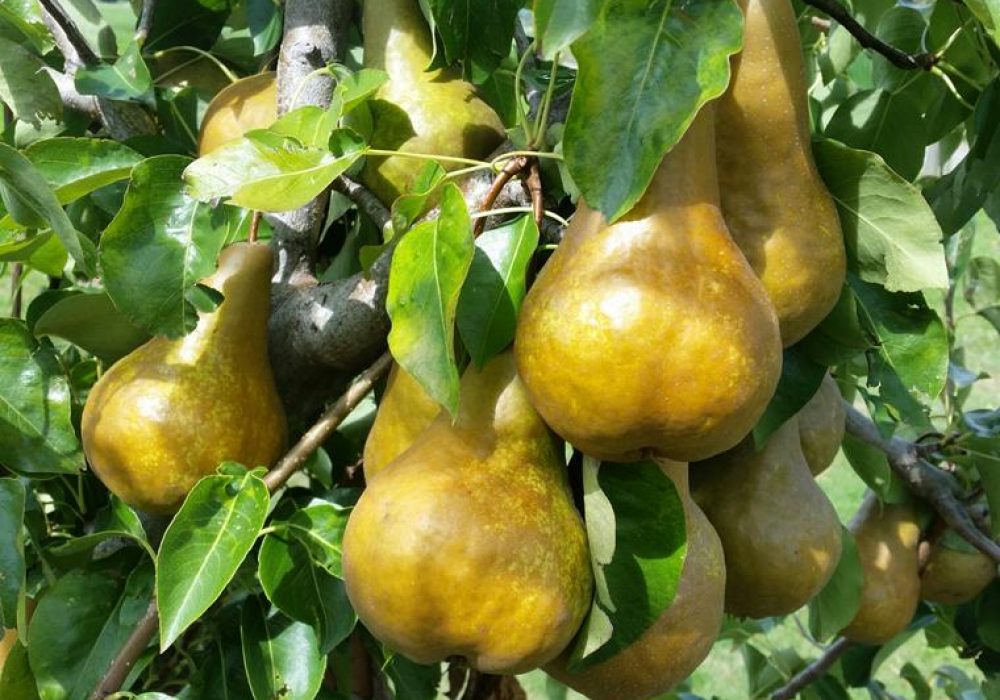 PearBuerreBosc1-1.jpg