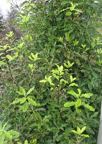 PittosporumEugenoides1-1.jpg