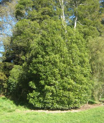 PittosporumEugenoides2-1.jpg