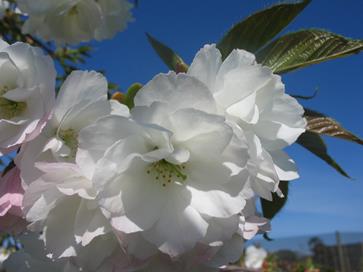 PrunusShirotae1-1.jpg