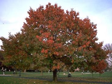 Quercus-Rubra2-1.jpg