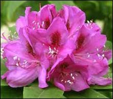 RhododendronAnahKruschke-1.jpg