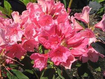 RhododendronAnnaRoseWhitney1.jpg