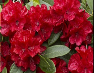 RhododendronBibiana1.png
