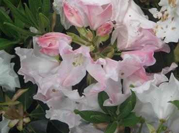 RhododendronCottonCandy-1.jpg