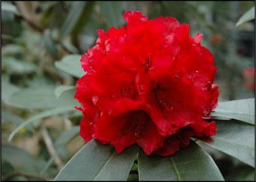 RhododendronGraceSeabrook.jpg