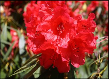 RhododendronKaponga.jpg