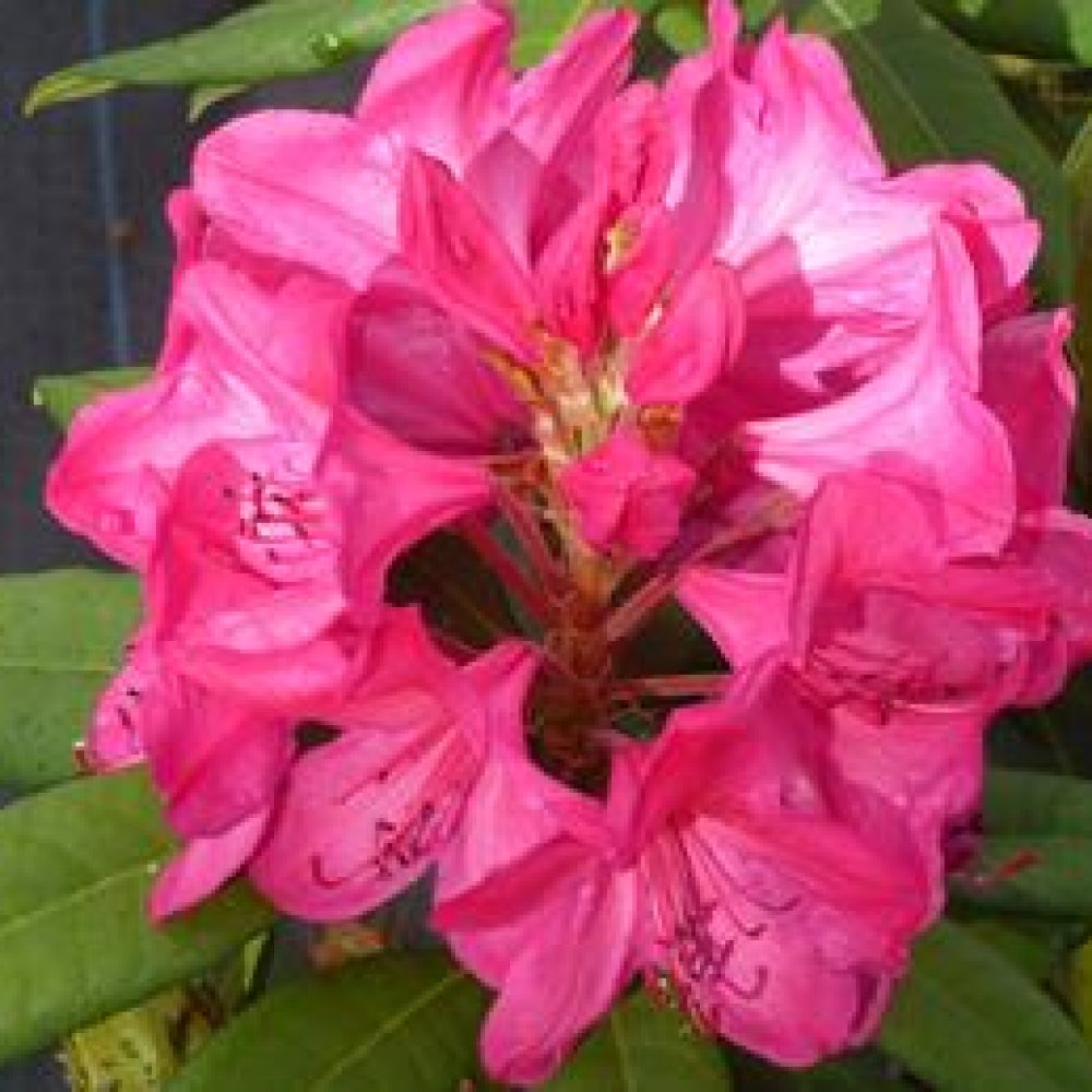 RhododendronKingsCerise-1.jpg