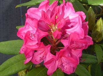 RhododendronKingsCerise-1.jpg
