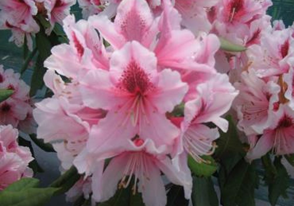 RhododendronMrsGWLeak-1.jpg
