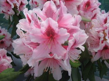 RhododendronMrsGWLeak-1.jpg