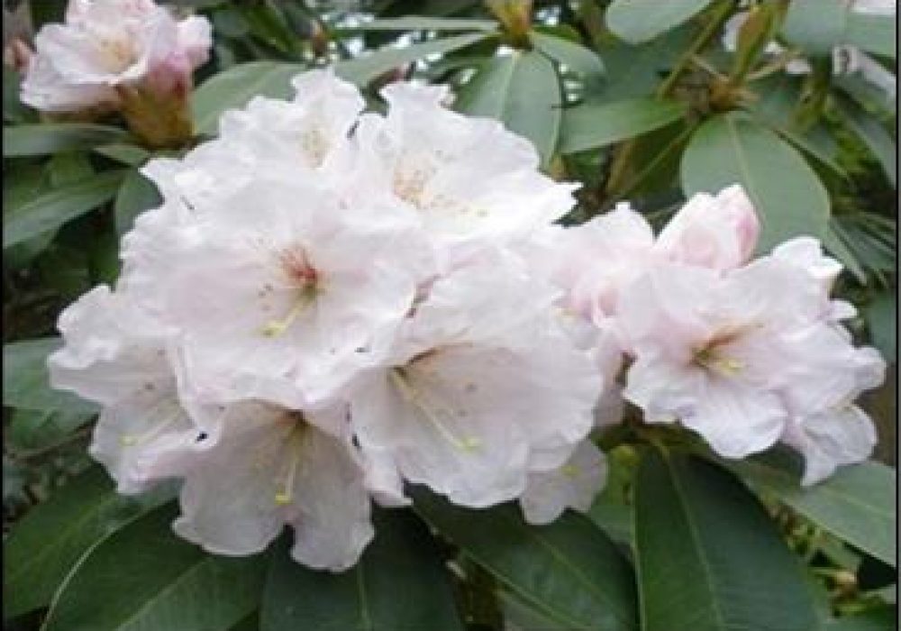 RhododendronMtEverest-1.jpg