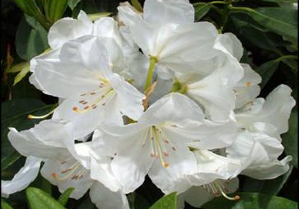 RhododendronPawhuska-1.jpg