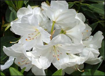 RhododendronPawhuska-1.jpg