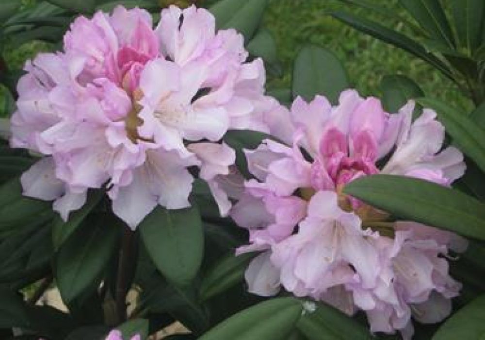 RhododendronPontiyak-1.jpg