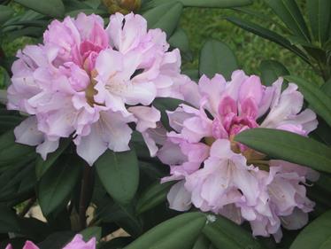 RhododendronPontiyak-1.jpg