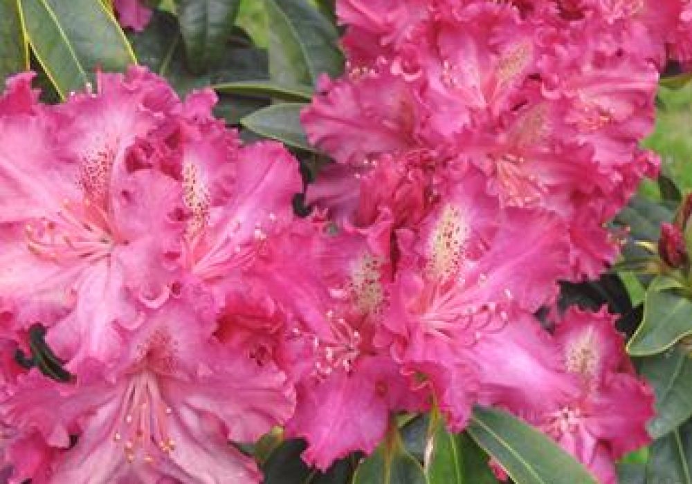 RhododendronPurpleLace-1.jpg