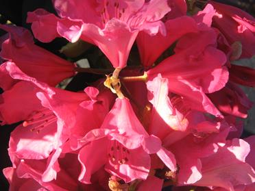 RhododendronRainbow-1.jpg