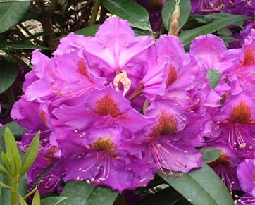 RhododendronRedEye-1.jpg