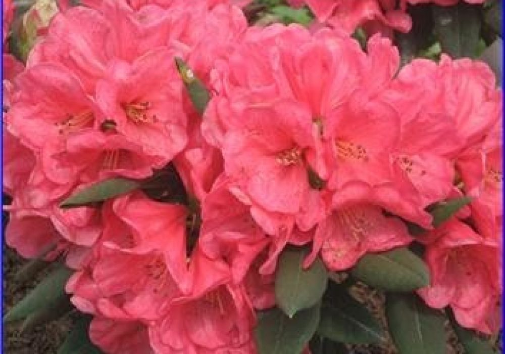 RhododendronRossMaud-e1443573267206-1.jpg