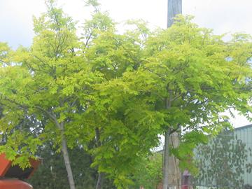 Robinia-Frisia2.jpg