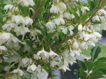 Styraxjaponica1-1.jpg