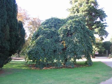 UlmusGlabraPendula1.jpg