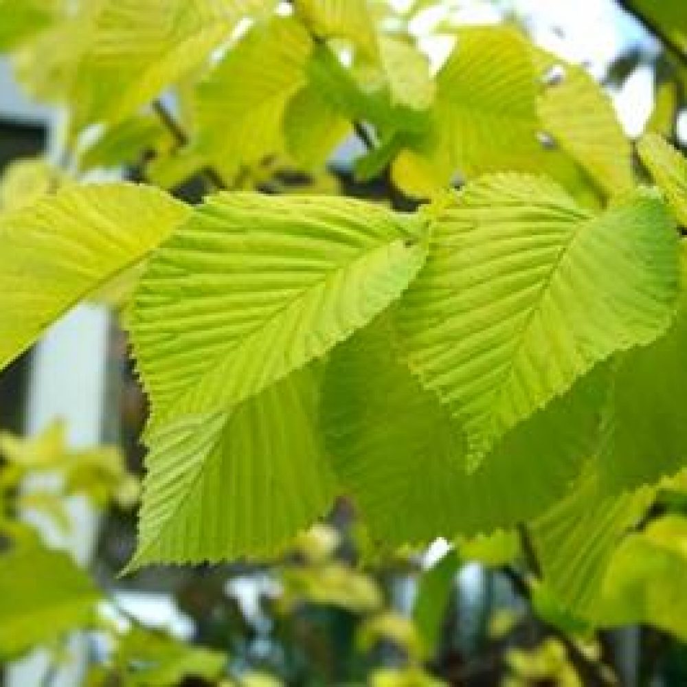 UlmusLutescens1-1.jpg