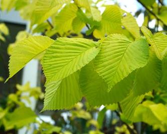 UlmusLutescens1-1.jpg